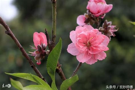 桃木劍斬桃花|大師教你如何化解桃花運，去除爛桃花